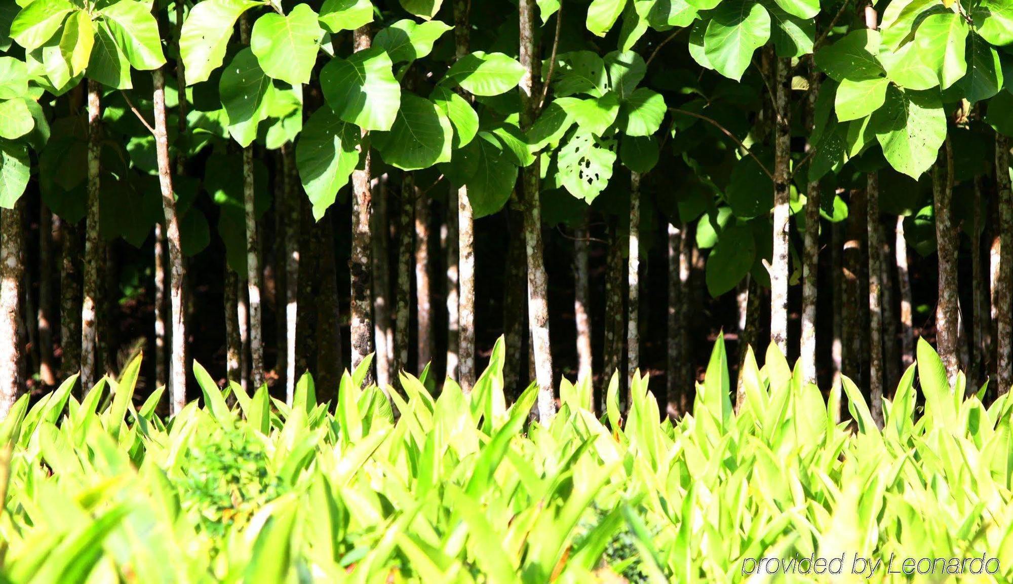 Machaca Hill Rainforest Canopy Lodge Punta Gorda Exteriör bild